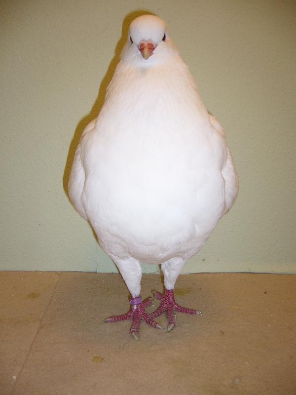 Munster 2009 826.jpg - hv 96 E von Geschwister Meinighaus auf Kingtauben, weiss